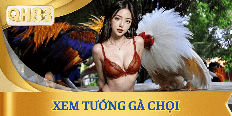 xem-tuong-ga-choi